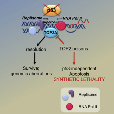 Graphical abstract - p53 maintains genomic stability by preventing transcription-replication conflicts, with synthetic lethality via TOP2 poisons (Yeo et al., Cell Reports 2016)